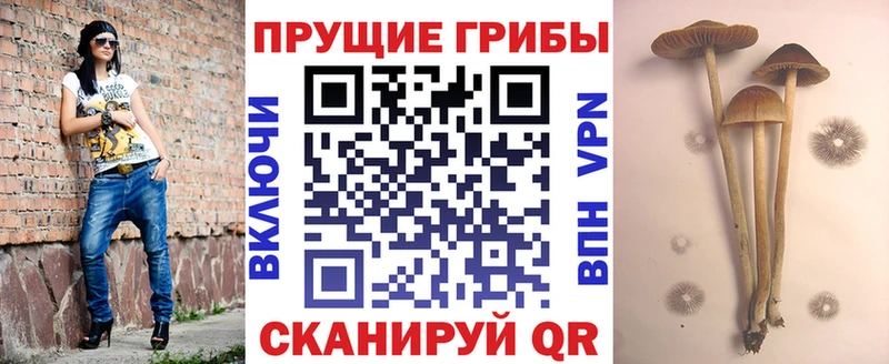 Купить  Асино  Псилоцибиновые грибы прущие грибы 